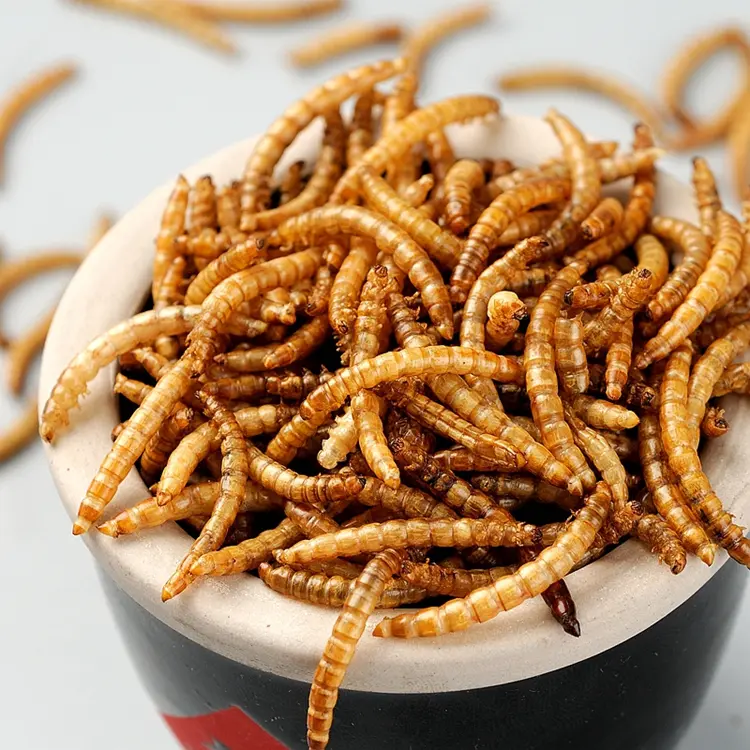 Dried Mealworms 4.webp